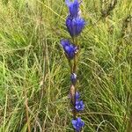 Gentiana pneumonanthe Alkat (teljes növény)