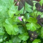 Geranium lucidum Feuille