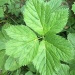 Peucedanum ostruthium Leaf