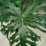 Philodendron bipinnatifidum Φύλλο