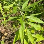 Solidago altissima Blatt