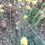 Helichrysum saxatile 树皮