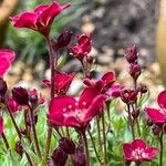 Saxifraga rosacea Fiore