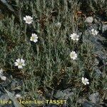 Cerastium boissierianum Habit