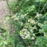 Oenanthe crocata Blüte