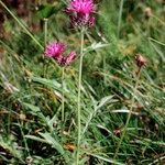 Serratula tinctoria Costuma