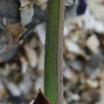 Polygonum raii その他の提案