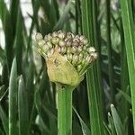 Allium senescens Flor