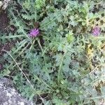 Cirsium acaulon 形態