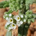 Heliotropium crispum Fleur