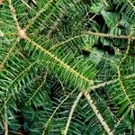 Abies balsamea 叶
