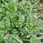 Nasturtium officinale Habit