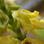 Polystachya pyramidalis Flower