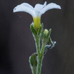 Heliotropium tenellum फूल