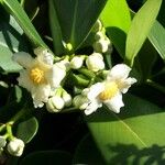 Calophyllum inophyllumBlomst