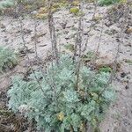 Artemisia pycnocephala 葉