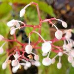 Begonia chlorosticta Plod