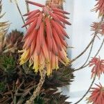 Aloe × nobilis