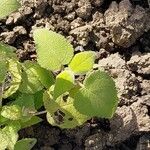 Salvia dorisiana Leaf