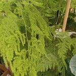 Asparagus setaceus 整株植物