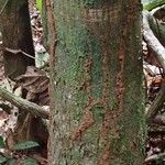 Cola acuminata Кора