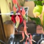 Gasteria obliqua Flower