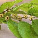Drypetes gerrardii Flower