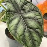 Alocasia baginda Levél