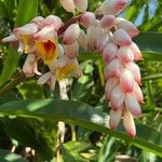 Alpinia zerumbet Flower