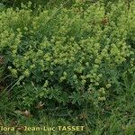 Alchemilla alpigena Vekstform