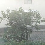 Ficus carica Frukto