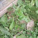 Sonchus oleraceus Likasa
