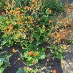 Geum coccineum Habitat