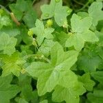 Bowlesia incana Yaprak