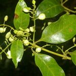 Chiococca belizensis