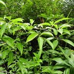 Chomelia malaneoides Leaf