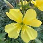 Oenothera parvifloraFlower