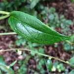 Vaccinium stamineum Leaf