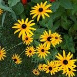 Rudbeckia fulgida Λουλούδι