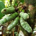 Uvariopsis congensis Fruit