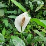 Spathiphyllum wallisiiBloem