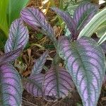 Strobilanthes auriculata Yaprak