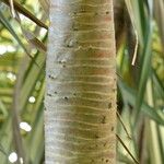 Pandanus tectorius Casca