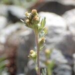 Artemisia umbelliformis Kvet