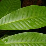 Pouteria laevigata Leaf