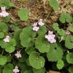 Cymbalaria aequitrilobaKwiat