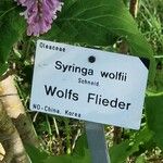 Syringa villosa Sonstige