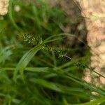 Carex divulsa Fruit