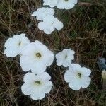 Petunia axillaris Kvet