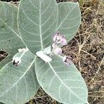 Calotropis procera Feuille